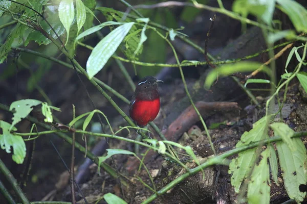 Sumatra, Endonezya zarif pide (Erythropitta venusta) — Stok fotoğraf