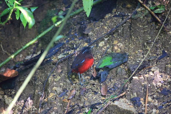 Sumatra, Endonezya zarif pide (Erythropitta venusta)
