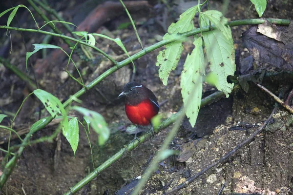 Sumatra, Endonezya zarif pide (Erythropitta venusta)