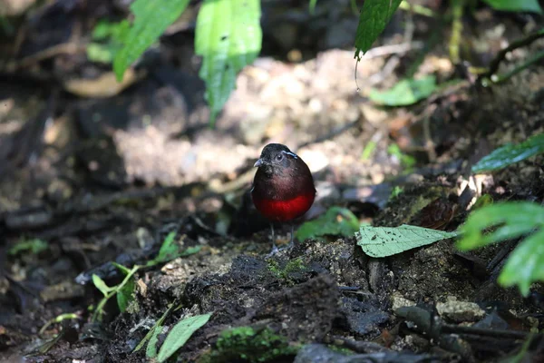 Sumatra, Endonezya zarif pide (Erythropitta venusta)