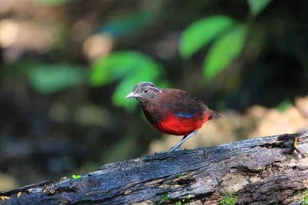Sumatra, Endonezya zarif pide (Erythropitta venusta)