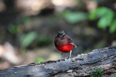 Sumatra, Endonezya zarif pide (Erythropitta venusta)