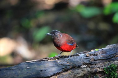 Sumatra, Endonezya zarif pide (Erythropitta venusta)