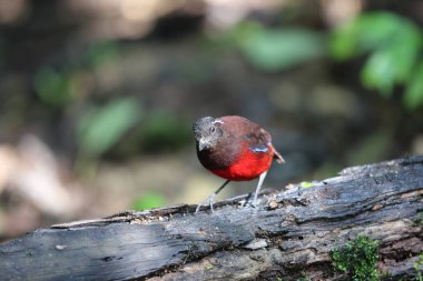 Sumatra, Endonezya zarif pide (Erythropitta venusta)