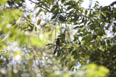 Mt.Kerinci, Sumatra, Endonezya Sumatra treepie (Dendrocitta occipitalis)