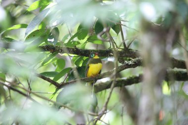 Sumatra, Endonezya Sumatra trogon (Apalharpactes mackloti) 