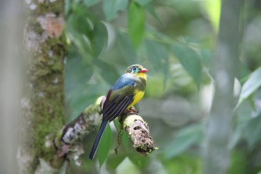 Sumatra, Endonezya Sumatra trogon (Apalharpactes mackloti) 