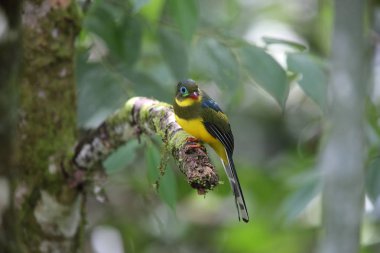 Sumatra, Endonezya Sumatra trogon (Apalharpactes mackloti) 