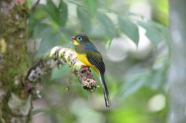 Sumatra, Endonezya Sumatra trogon (Apalharpactes mackloti) 
