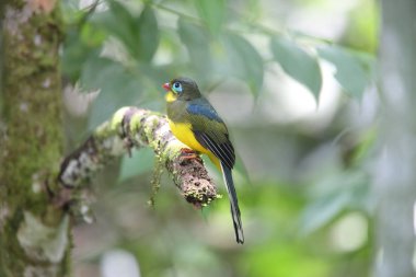 Sumatra, Endonezya Sumatra trogon (Apalharpactes mackloti) 