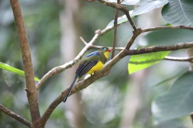 Sumatra, Endonezya Sumatra trogon (Apalharpactes mackloti) 