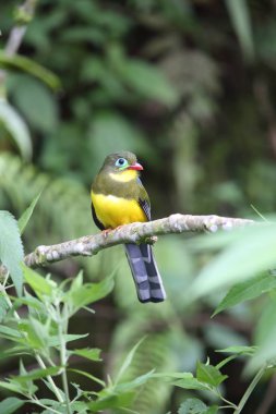 Sumatra, Endonezya Sumatra trogon (Apalharpactes mackloti) 