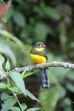 Sumatra, Endonezya Sumatra trogon (Apalharpactes mackloti) 