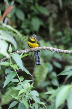 Sumatra, Endonezya Sumatra trogon (Apalharpactes mackloti) 