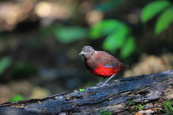 Sumatra, Endonezya zarif pide (Erythropitta venusta)