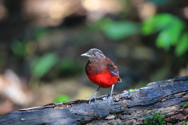 Wdzięku pitta (Erythropitta venusta) w Sumatra, Indonezja — Zdjęcie stockowe