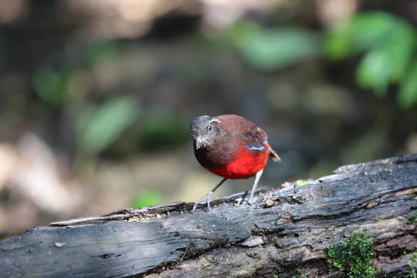 Sumatra, Endonezya zarif pide (Erythropitta venusta)