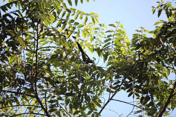 Mt.Kerinci, Sumatra, Endonezya Sumatra treepie (Dendrocitta occipitalis)