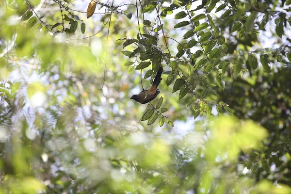 Mt.Kerinci, Sumatra, Endonezya Sumatra treepie (Dendrocitta occipitalis)