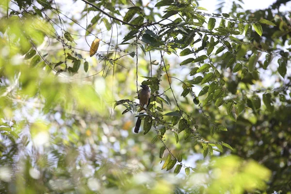 Mt.Kerinci, Sumatra, Endonezya Sumatra treepie (Dendrocitta occipitalis)