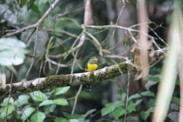 Sumatra, Endonezya Sumatra trogon (Apalharpactes mackloti) 
