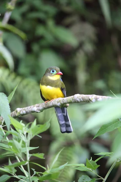 Sumatra, Endonezya Sumatra trogon (Apalharpactes mackloti) 