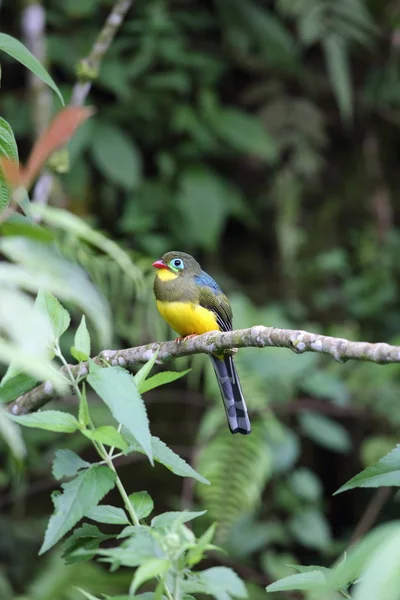 Sumatra, Endonezya Sumatra trogon (Apalharpactes mackloti) 