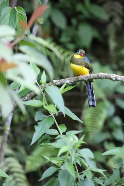 Sumatra, Endonezya Sumatra trogon (Apalharpactes mackloti) 