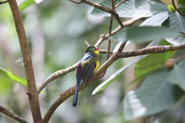 Sumatra, Endonezya Sumatra trogon (Apalharpactes mackloti) 