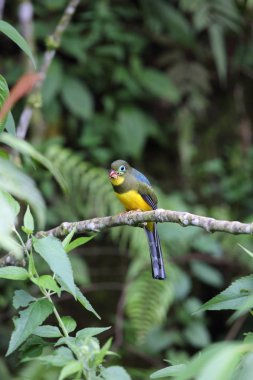 Sumatra, Endonezya Sumatra trogon (Apalharpactes mackloti) 
