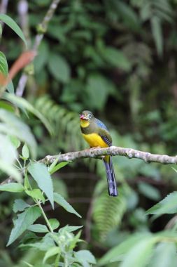 Sumatra, Endonezya Sumatra trogon (Apalharpactes mackloti) 