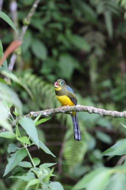 Sumatra, Endonezya Sumatra trogon (Apalharpactes mackloti) 