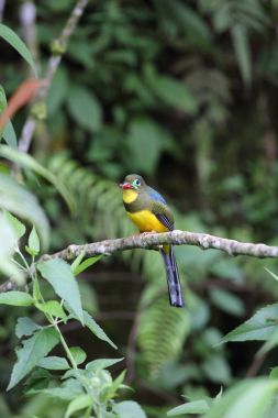 Sumatra, Endonezya Sumatra trogon (Apalharpactes mackloti) 