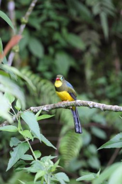 Sumatra, Endonezya Sumatra trogon (Apalharpactes mackloti) 