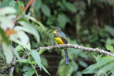 Sumatra, Endonezya Sumatra trogon (Apalharpactes mackloti) 