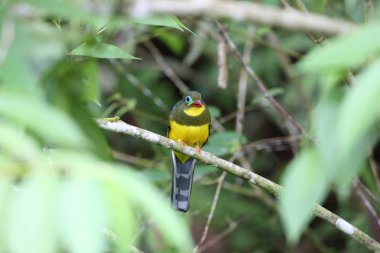 Sumatra, Endonezya Sumatra trogon (Apalharpactes mackloti) 