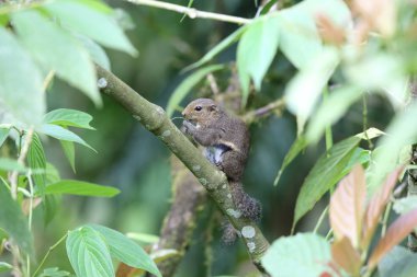 İnce sincap (Sundasciurus tenuis) Mt.Kerinci, Sumatra, Endonezya