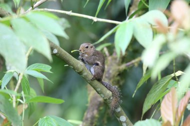 İnce sincap (Sundasciurus tenuis) Mt.Kerinci, Sumatra, Endonezya