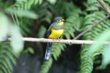 Sumatra, Endonezya Sumatra trogon (Apalharpactes mackloti) 