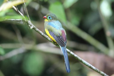 Sumatra, Endonezya Sumatra trogon (Apalharpactes mackloti) 