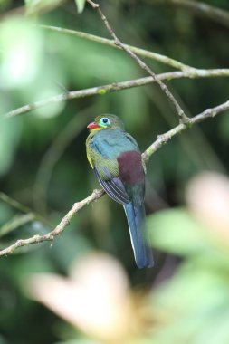 Sumatra, Endonezya Sumatra trogon (Apalharpactes mackloti) 