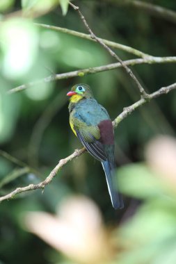 Sumatra, Endonezya Sumatra trogon (Apalharpactes mackloti) 