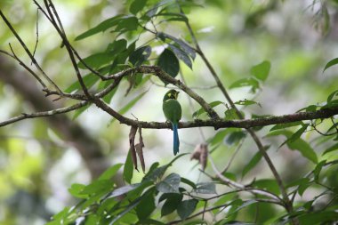 Uzun kuyruklu kılıç (Psarisomus dalhousiae), Mt.Kerinci, Sumatra, Endonezya