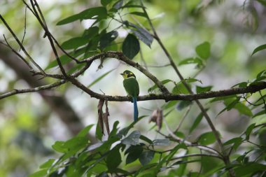 Uzun kuyruklu kılıç (Psarisomus dalhousiae), Mt.Kerinci, Sumatra, Endonezya