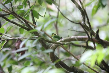 Uzun kuyruklu kılıç (Psarisomus dalhousiae), Mt.Kerinci, Sumatra, Endonezya
