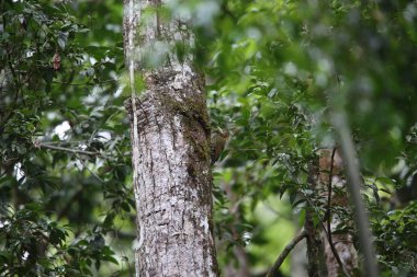 Daha az yellownape (Picus chlorolophus) Sumatra, Endonezya