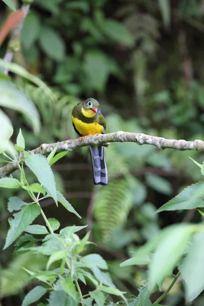 Sumatra, Endonezya Sumatra trogon (Apalharpactes mackloti) 
