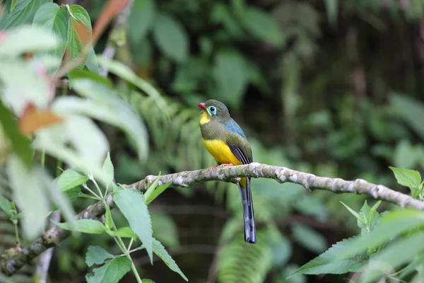 Sumatra, Endonezya Sumatra trogon (Apalharpactes mackloti) 