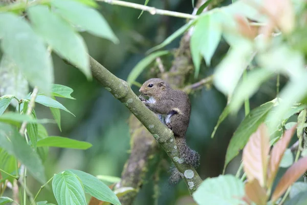 Slender squirrel (Sundasciurus tenuis) in Mt.Kerinci, Sumatra, Indonesia — Stock Photo, Image