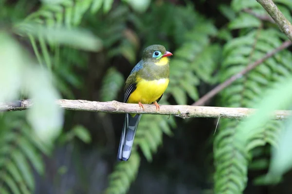 Sumatran trogon (apalharpactes mackloti) in sumatra, indonesien — Stockfoto